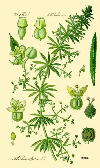 lipicioasa planta. foto: wikipedia